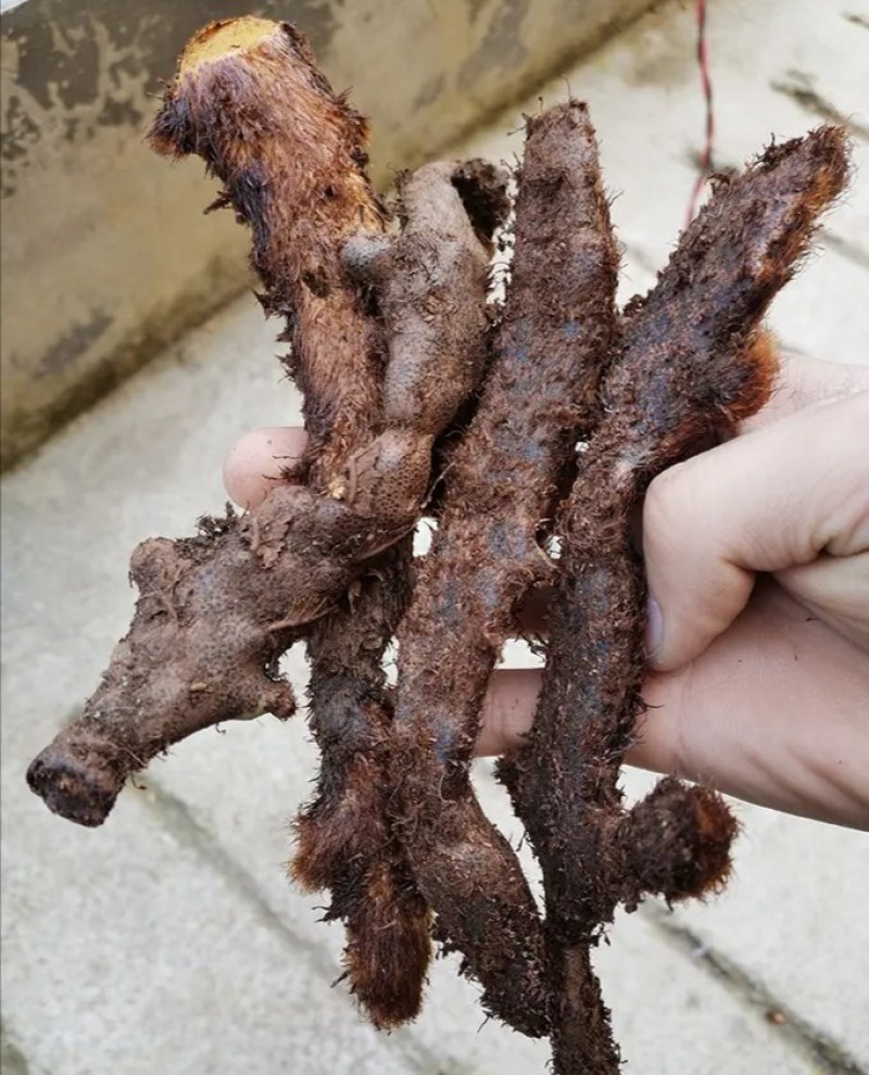 骨碎补