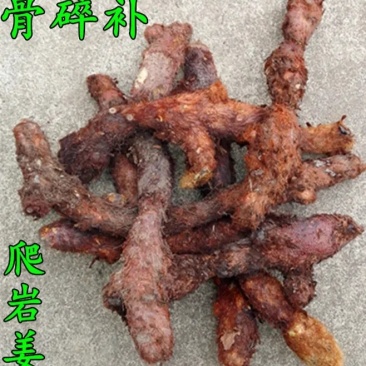 骨碎补