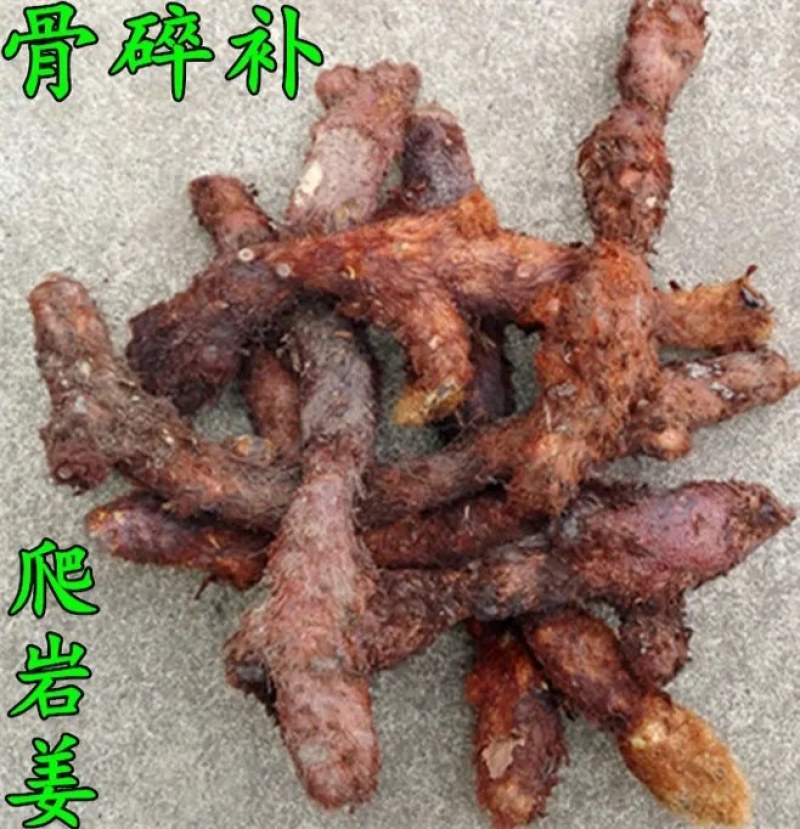 骨碎补
