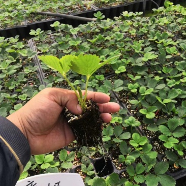 甜宝草莓苗，穴盘苗，支持视频看货，无水淹无病灾