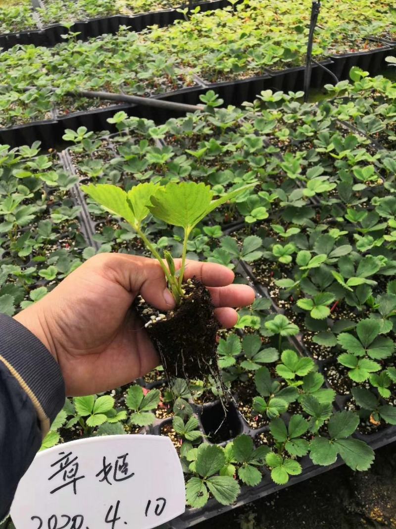 甜宝草莓苗，穴盘苗，支持视频看货，无水淹无病灾