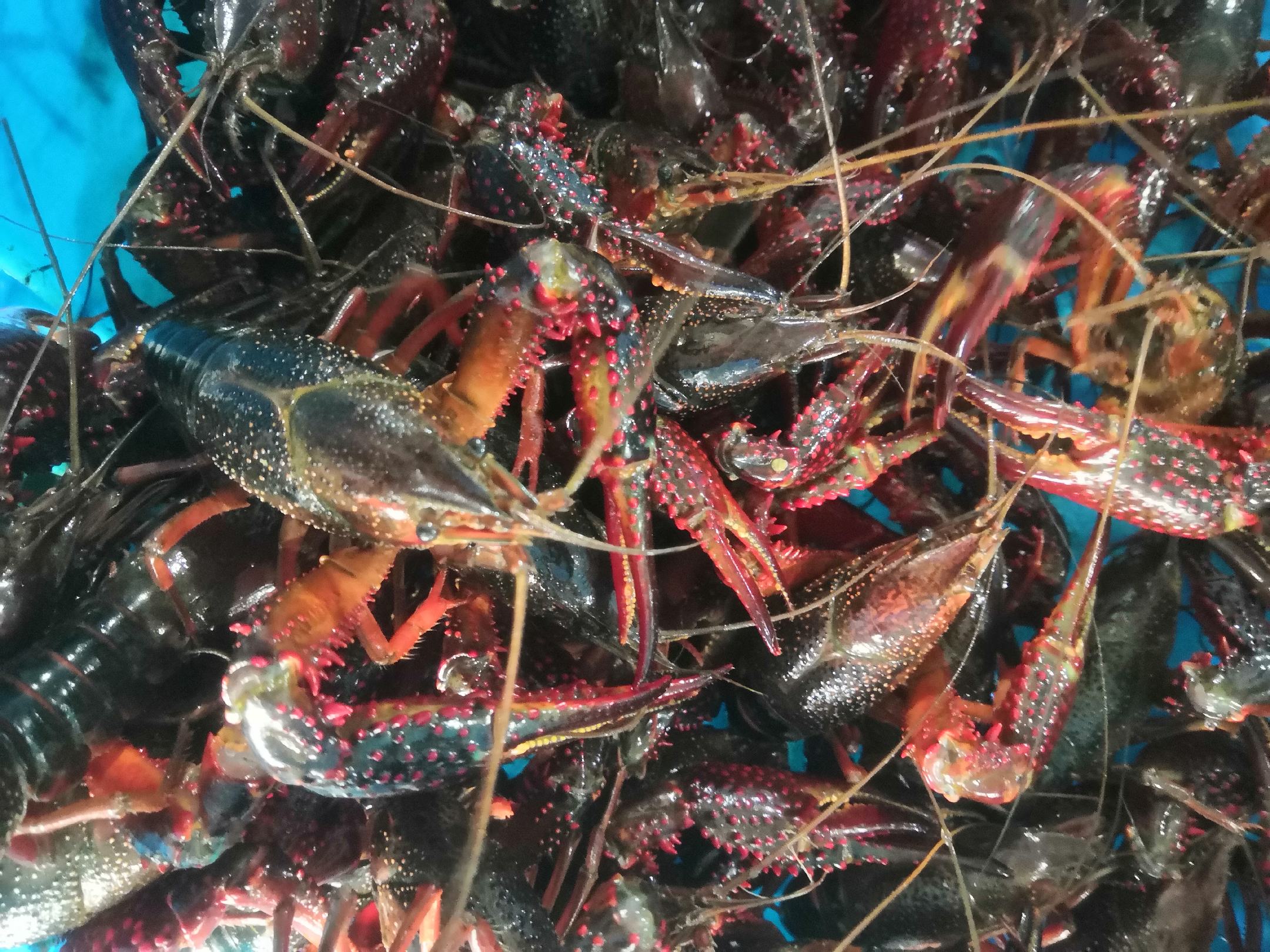 红盔甲小龙虾在水中游动的场景