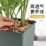 水苔干苔藓蝴蝶兰专用土兰花土保湿乌龟冬眠干水苔