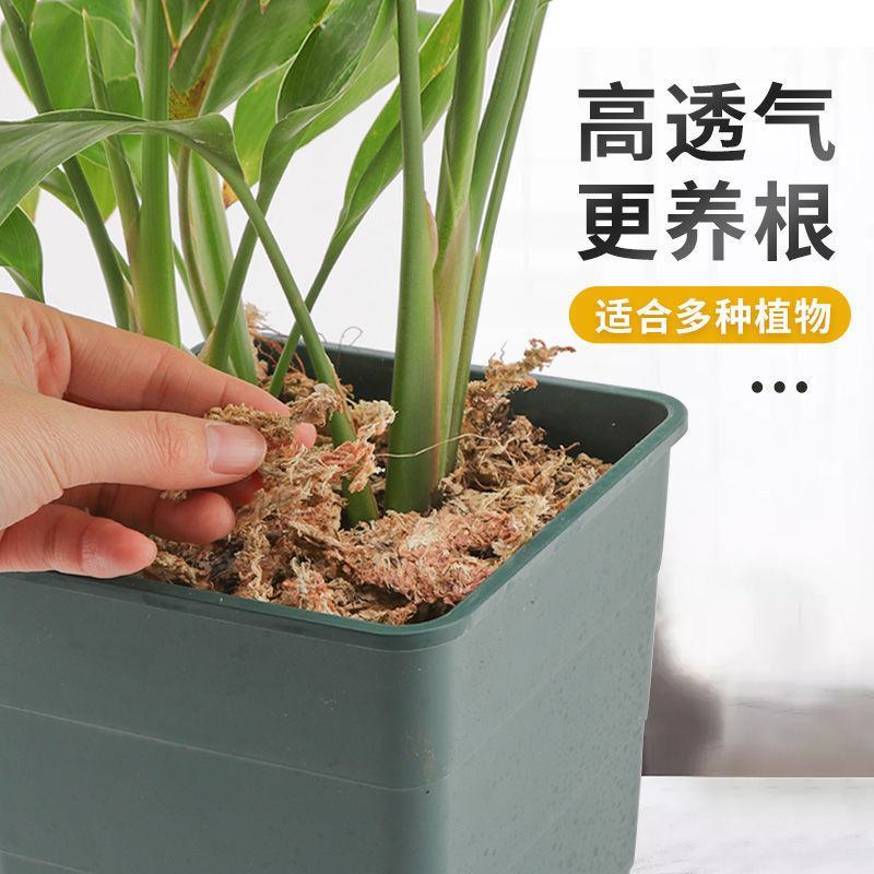 水苔干苔藓蝴蝶兰专用土兰花土保湿乌龟冬眠干水苔