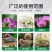 水苔干苔藓蝴蝶兰专用土兰花土保湿乌龟冬眠干水苔
