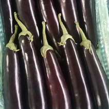 青州优质精品长茄
