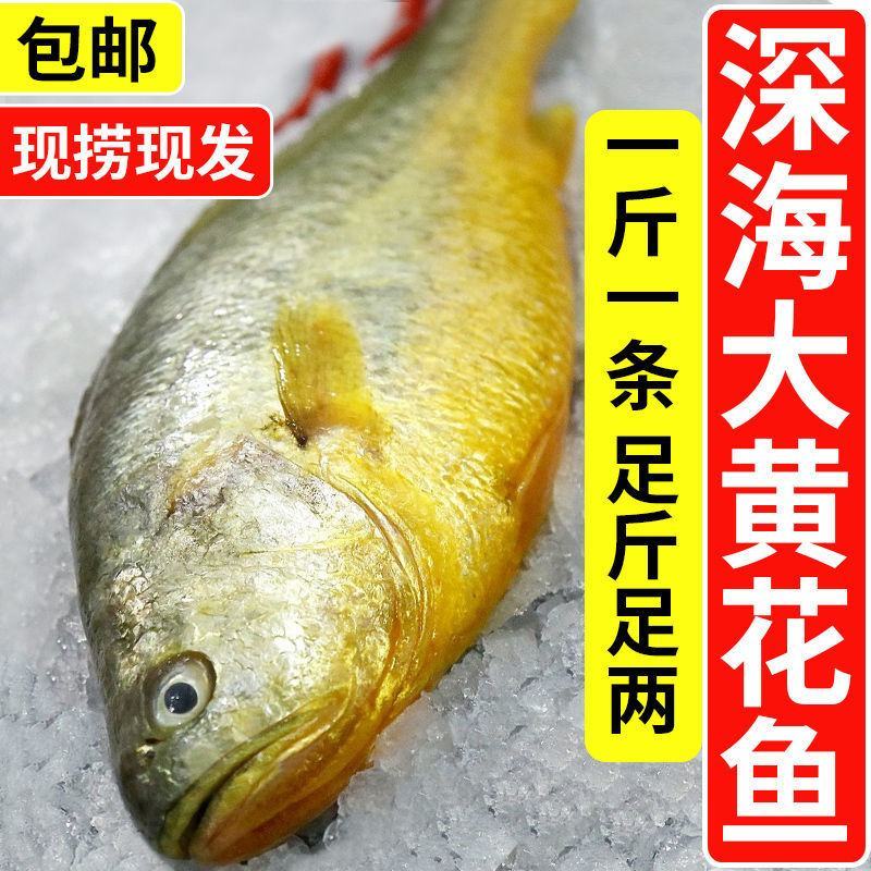 新鲜深海大黄鱼宁德黄花鱼东海黄鱼现捕现发鲜活冷冻超值包邮