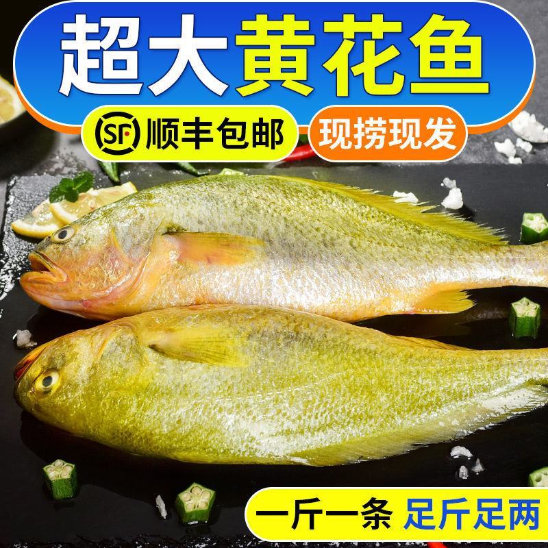 新鲜深海大黄鱼宁德黄花鱼东海黄鱼现捕现发鲜活冷冻超值包邮