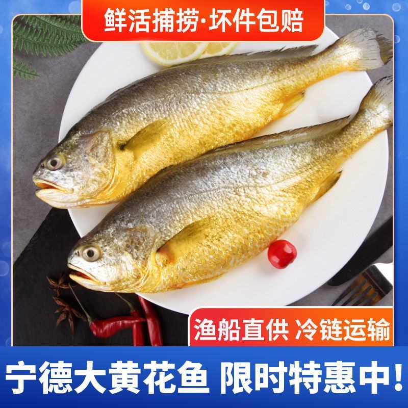 新鲜深海大黄鱼宁德黄花鱼东海黄鱼现捕现发鲜活冷冻超值包邮