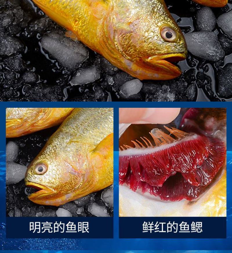 新鲜深海大黄鱼宁德黄花鱼东海黄鱼现捕现发鲜活冷冻超值包邮