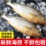 新鲜深海大黄鱼宁德黄花鱼东海黄鱼现捕现发鲜活冷冻超值包邮