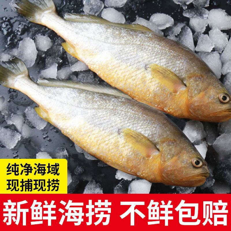新鲜深海大黄鱼宁德黄花鱼东海黄鱼现捕现发鲜活冷冻超值包邮