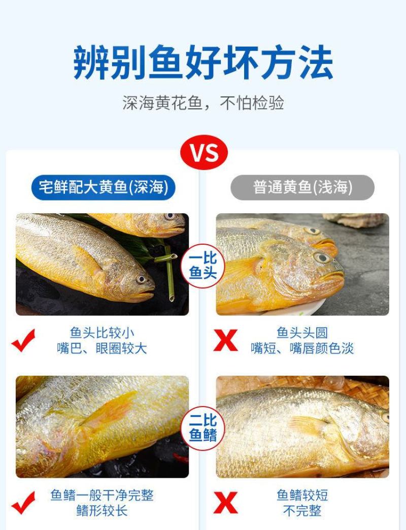 新鲜深海大黄鱼宁德黄花鱼东海黄鱼现捕现发鲜活冷冻超值包邮