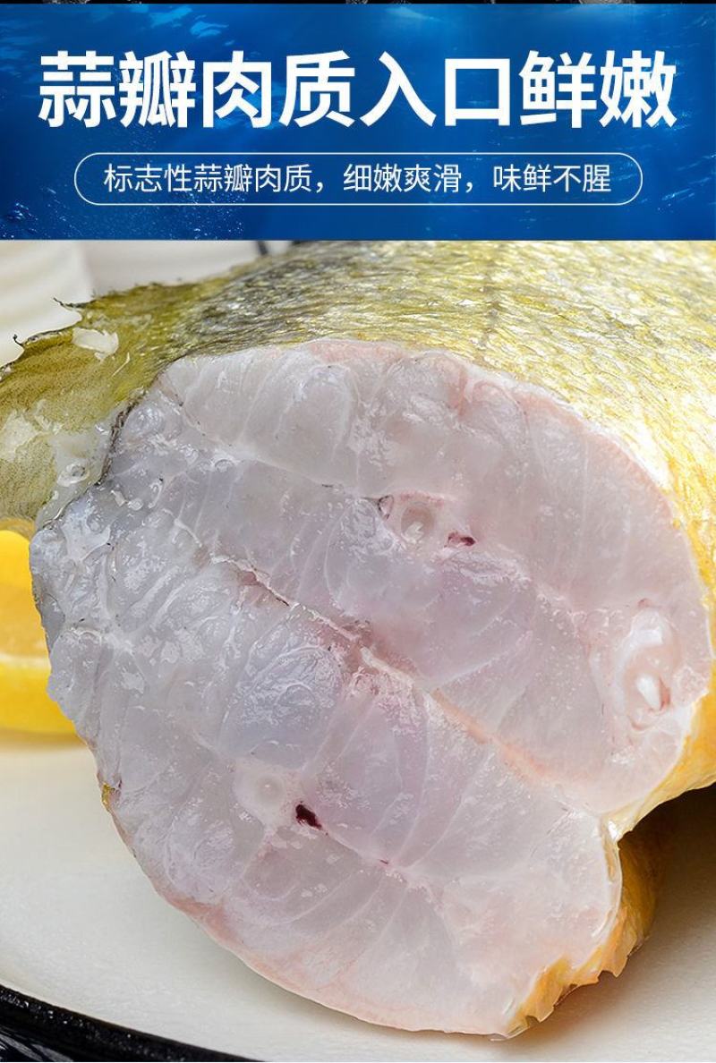 新鲜深海大黄鱼宁德黄花鱼东海黄鱼现捕现发鲜活冷冻超值包邮