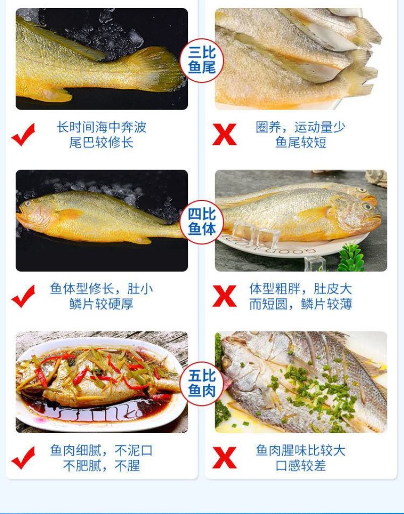 新鲜深海大黄鱼宁德黄花鱼东海黄鱼现捕现发鲜活冷冻超值包邮