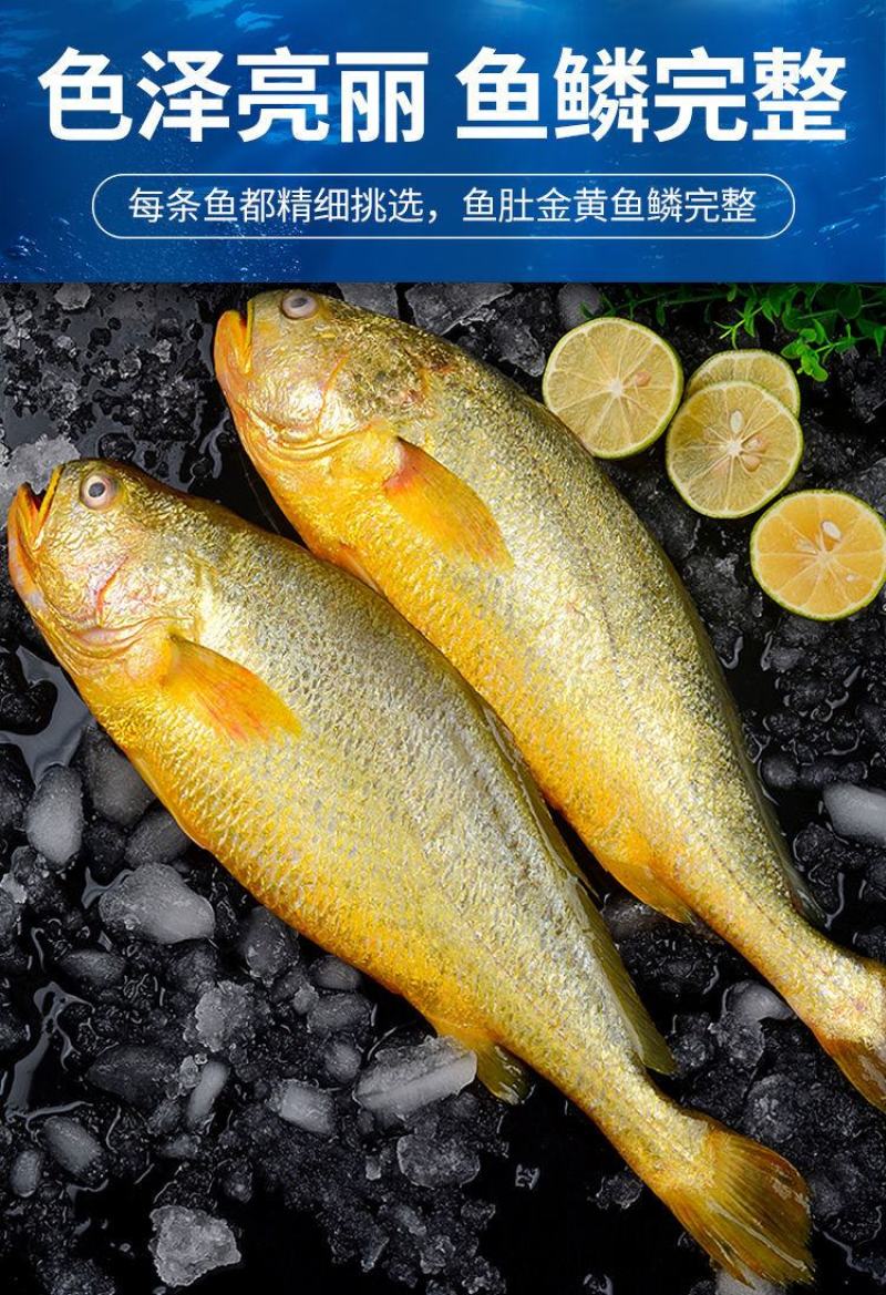 新鲜深海大黄鱼宁德黄花鱼东海黄鱼现捕现发鲜活冷冻超值包邮