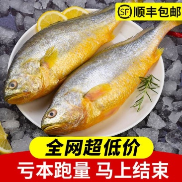 新鲜深海大黄鱼宁德黄花鱼东海黄鱼现捕现发鲜活冷冻超值包邮
