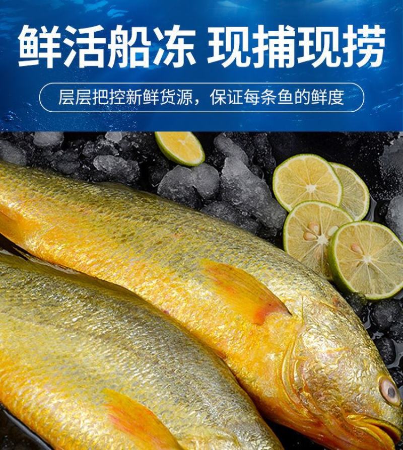 新鲜深海大黄鱼宁德黄花鱼东海黄鱼现捕现发鲜活冷冻超值包邮