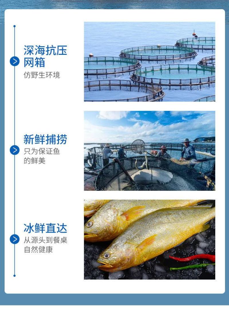 新鲜深海大黄鱼宁德黄花鱼东海黄鱼现捕现发鲜活冷冻超值包邮