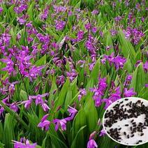 白芨种苗20~30cm大量紫花三叉白芨块茎供应