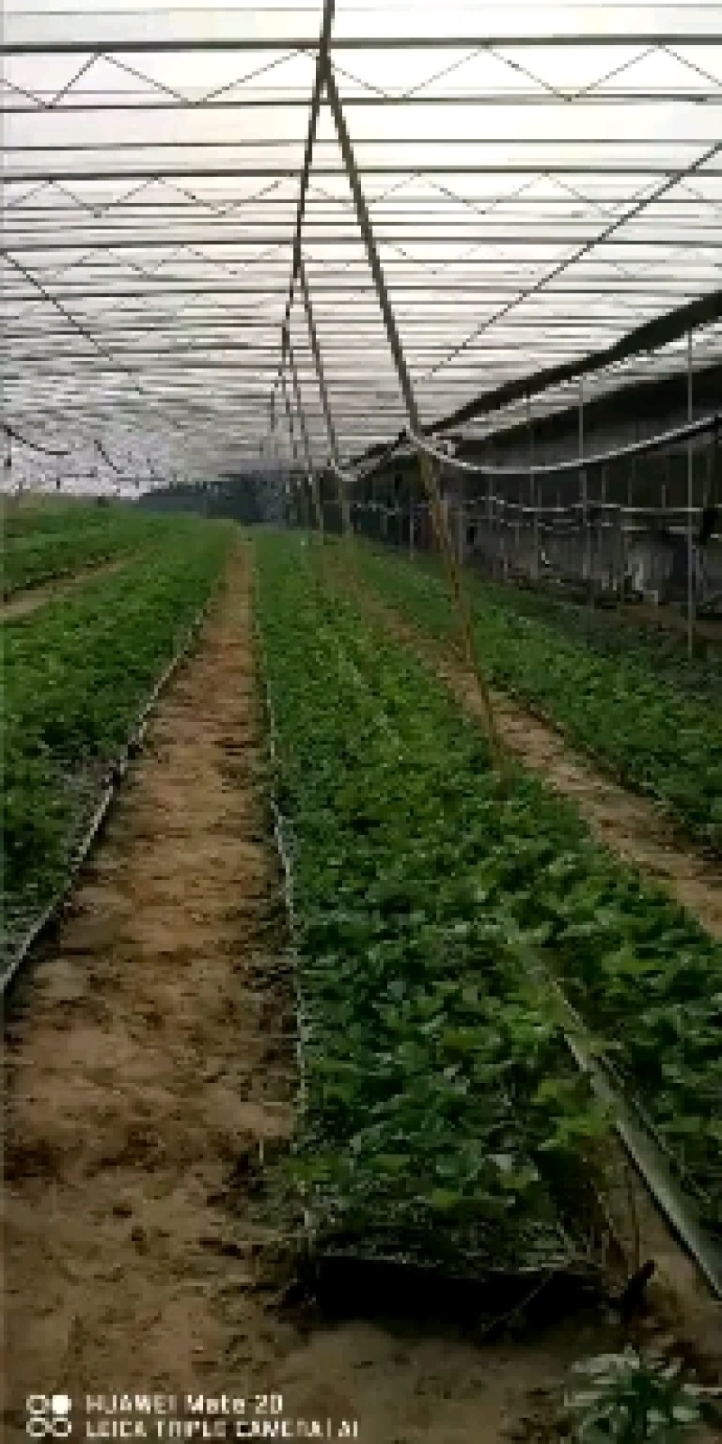 甜宝草莓苗，穴盘苗，支持视频看货，无水淹无病灾