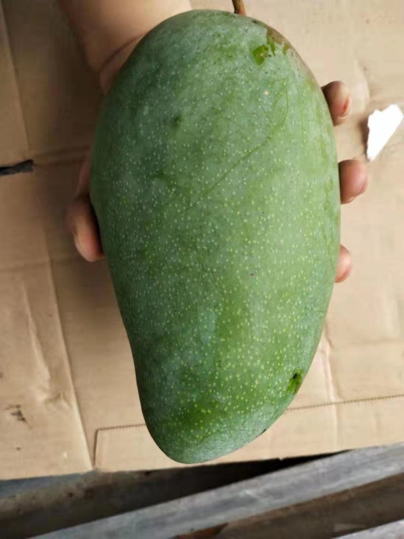 大青芒果越南大芒果质量高欢迎来购诚信经营大量上市