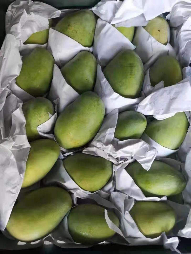 大青芒果越南大芒果质量高欢迎来购诚信经营大量上市