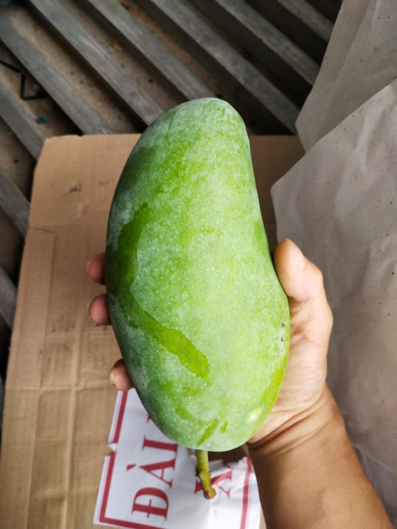 大青芒果越南大芒果质量高欢迎来购诚信经营大量上市