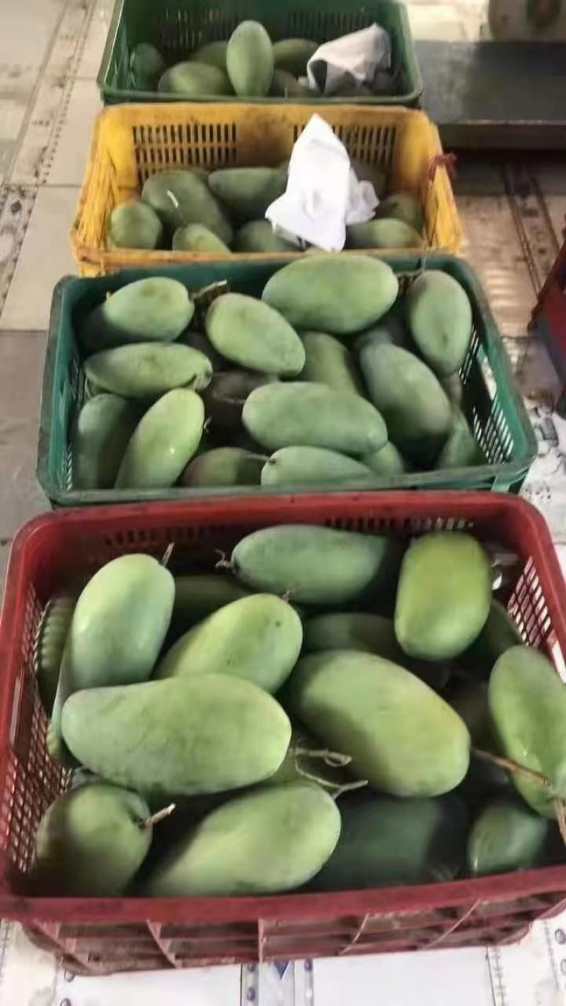 大青芒果越南大芒果质量高欢迎来购诚信经营大量上市