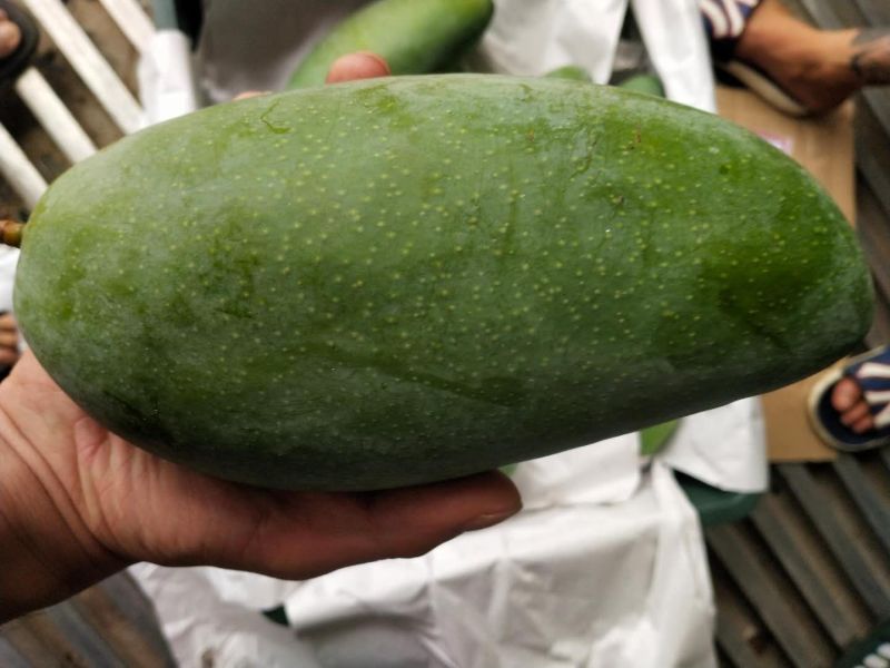 大青芒果越南大芒果质量高欢迎来购诚信经营大量上市