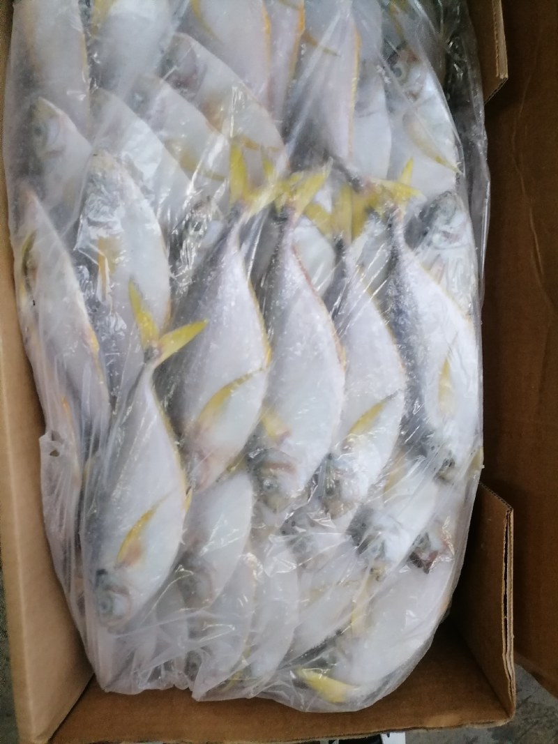 树叶鱼10kg/箱叶子鱼白菜价，量大询价