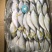 树叶鱼10kg/箱叶子鱼白菜价，量大询价