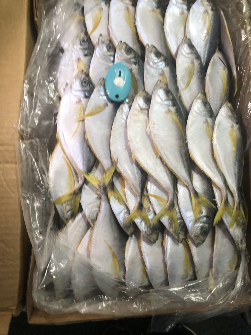 树叶鱼10kg/箱叶子鱼白菜价，量大询价