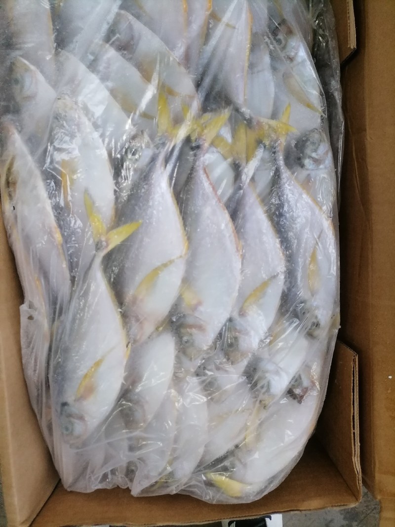 树叶鱼10kg/箱叶子鱼白菜价，量大询价