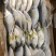 树叶鱼10kg/箱叶子鱼白菜价，量大询价
