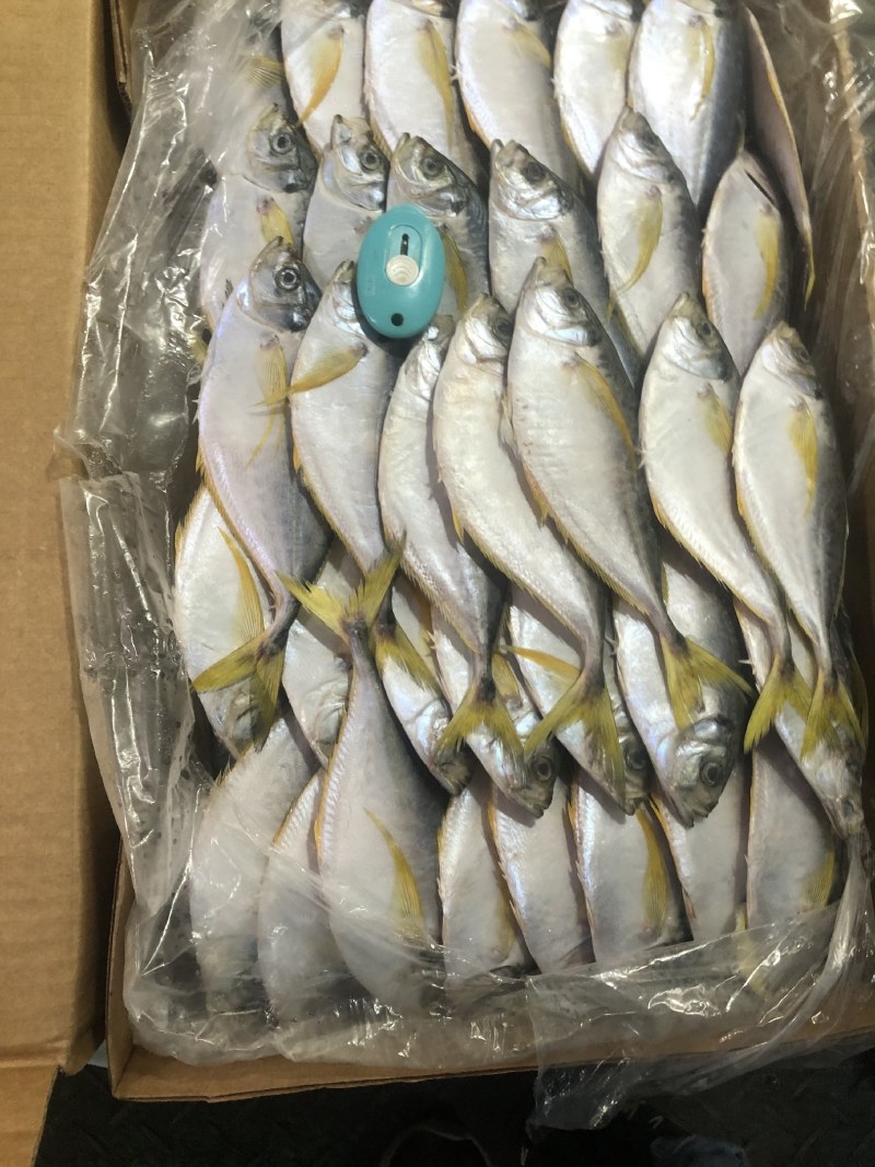 树叶鱼10kg/箱叶子鱼白菜价，量大询价