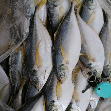 树叶鱼10kg/箱叶子鱼白菜价，量大询价