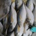 树叶鱼10kg/箱叶子鱼白菜价，量大询价