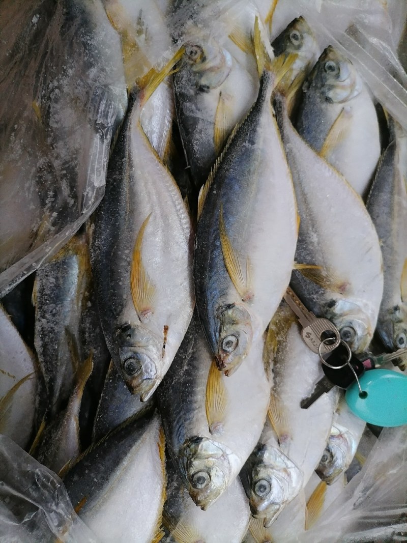 树叶鱼10kg/箱叶子鱼白菜价，量大询价
