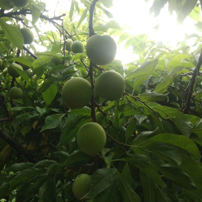玫瑰李，雪花李，甜李子，个头大，口感甜，质量有保障