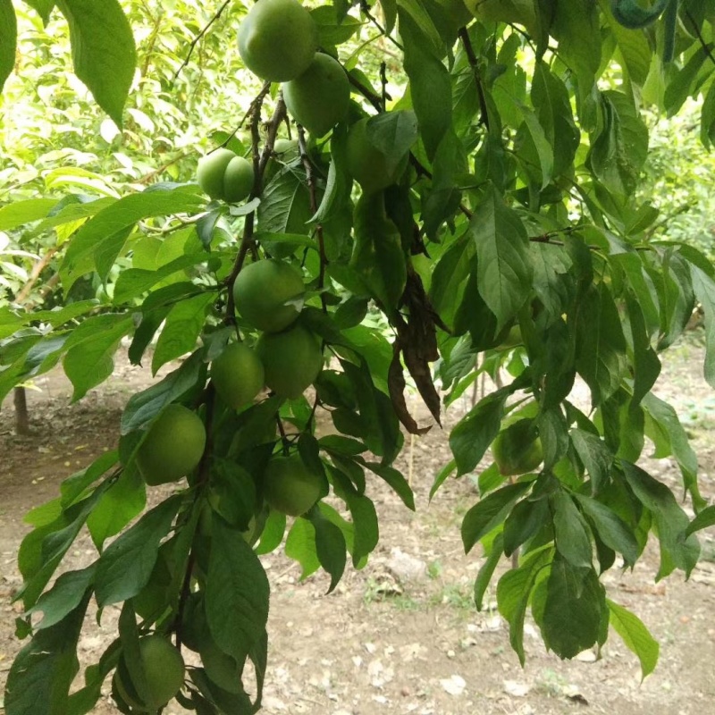 玫瑰李，雪花李，甜李子，个头大，口感甜，质量有保障