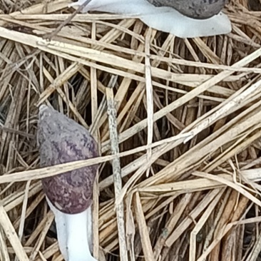 白玉蜗牛肉