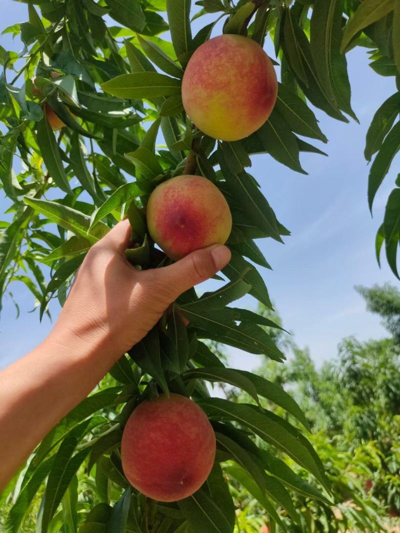 毛桃