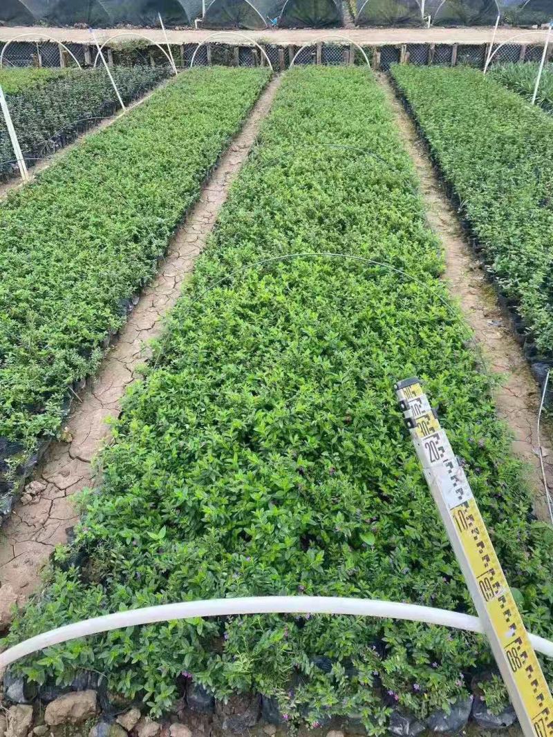 满天星满天星地苗杯苗绿化工程用苗规格齐全