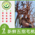 【优质】新鲜五指毛桃现挖现卖色泽金黄诚信经营