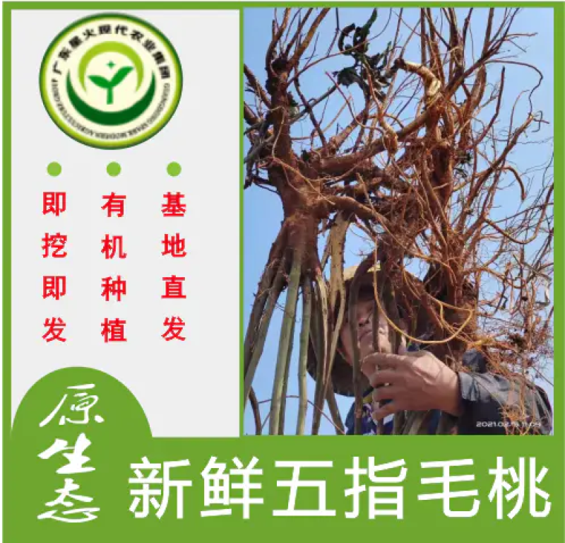 【优质】新鲜五指毛桃现挖现卖色泽金黄诚信经营