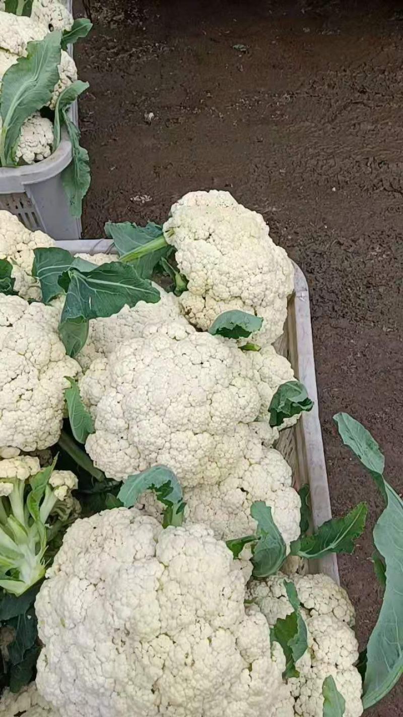 山东临沂优质有机花大量上市，价格公道，质量保证，全国发货