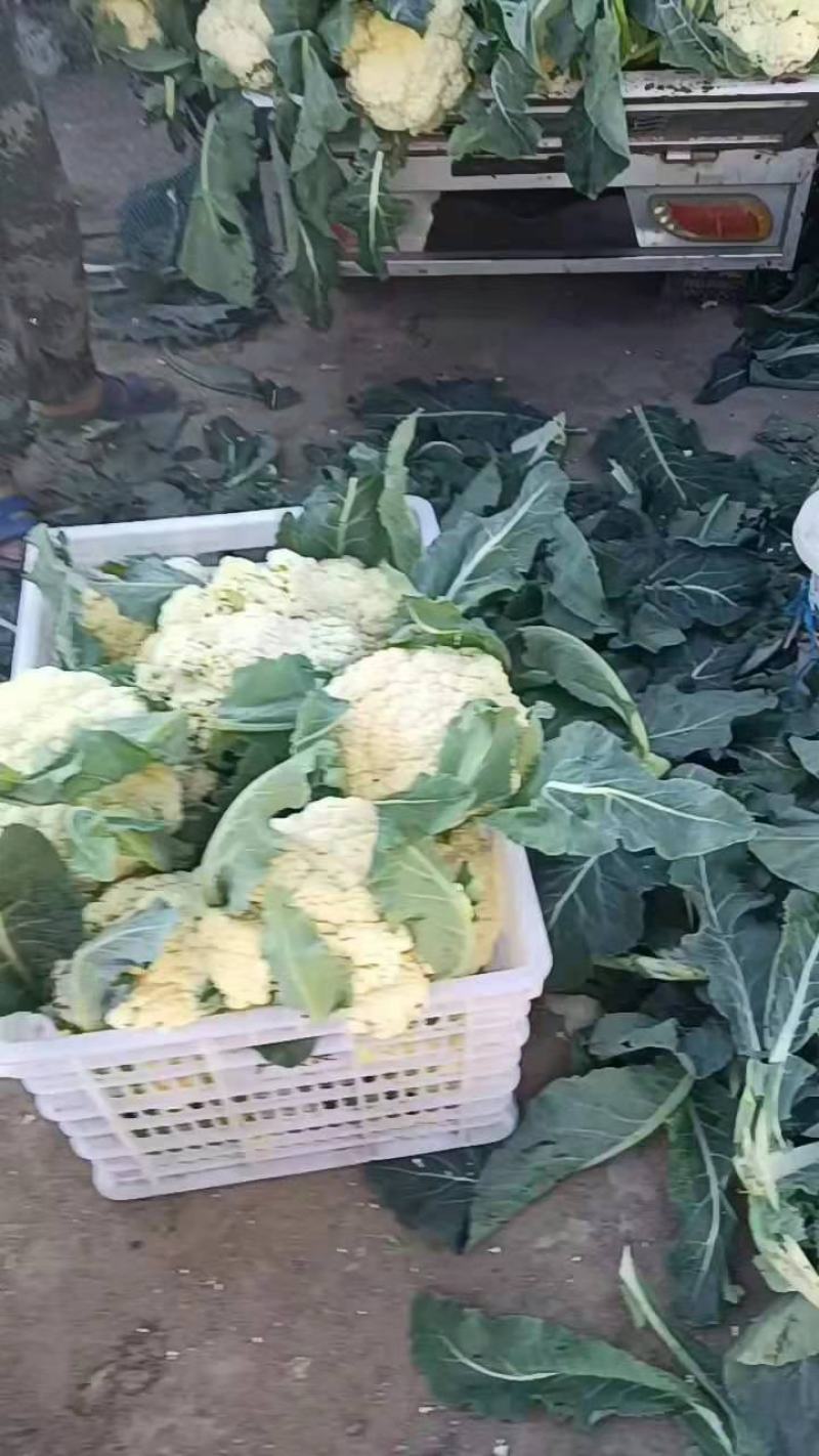 山东临沂优质有机花大量上市，价格公道，质量保证，全国发货