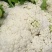 山东临沂优质有机花大量上市，价格公道，质量保证，全国发货