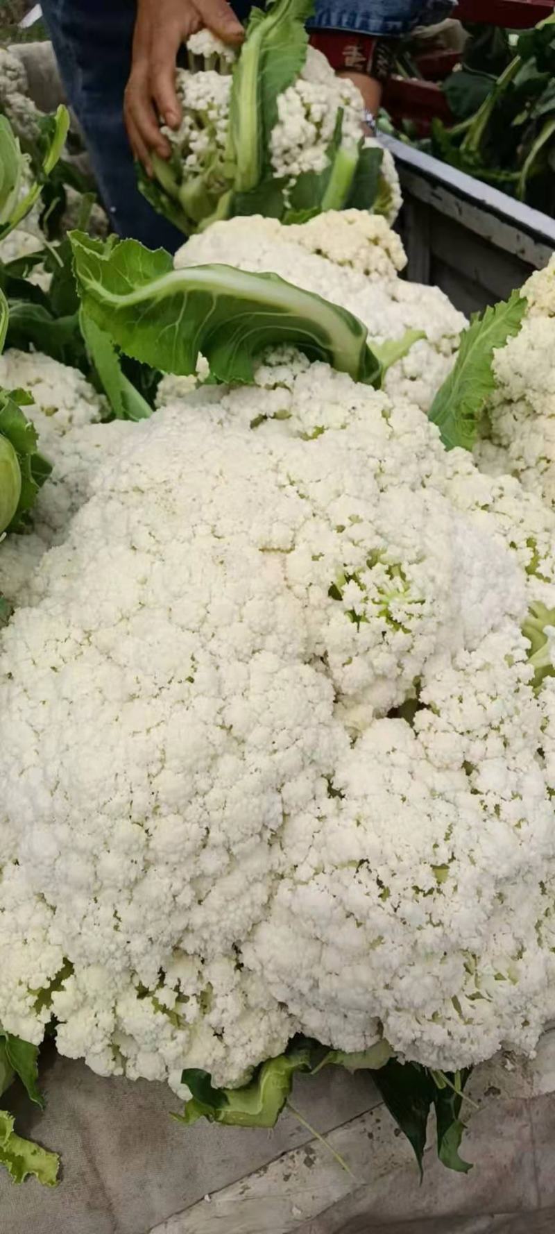 山东临沂优质有机花大量上市，价格公道，质量保证，全国发货